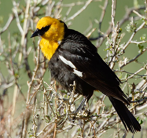 Yellow-headed Blackbird Xanthocephalus xanthocephalus 
