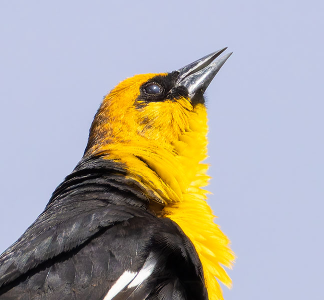 Yellow-headed Blackbird Xanthocephalus xanthocephalus 