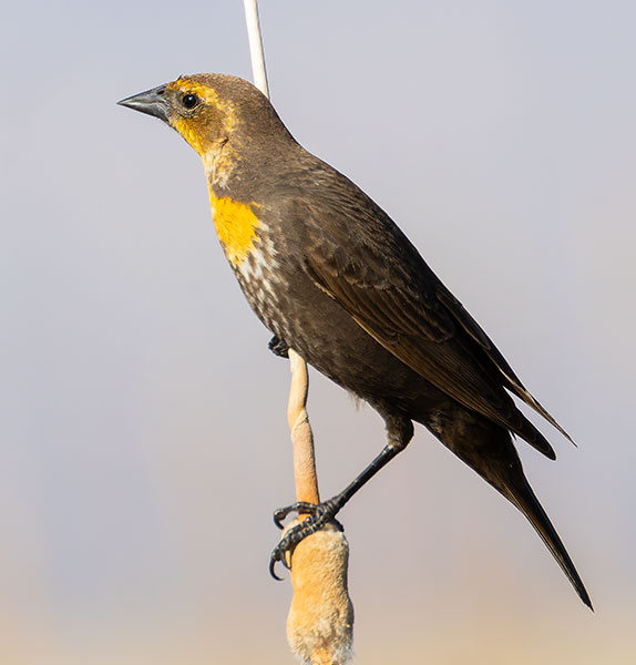 Yellow-headed Blackbird Xanthocephalus xanthocephalus 