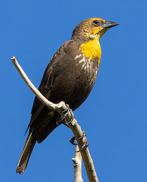 Yellow-headed Blackbird Xanthocephalus xanthocephalus 