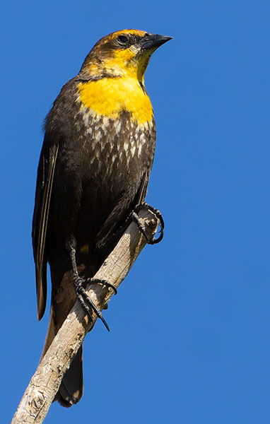 Yellow-headed Blackbird Xanthocephalus xanthocephalus 