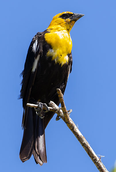 Yellow-headed Blackbird Xanthocephalus xanthocephalus 