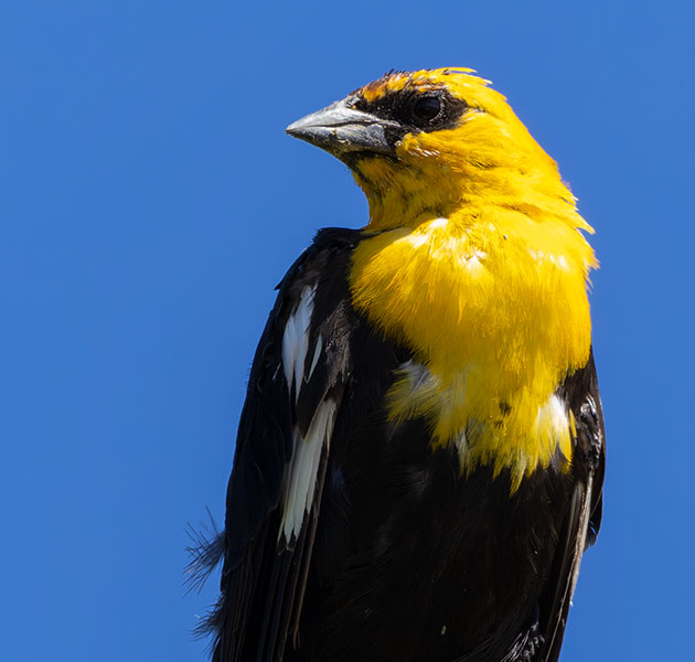 Yellow-headed Blackbird Xanthocephalus xanthocephalus 