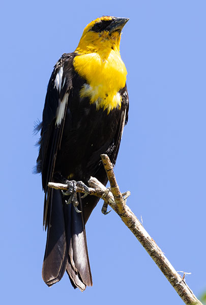 Yellow-headed Blackbird Xanthocephalus xanthocephalus 