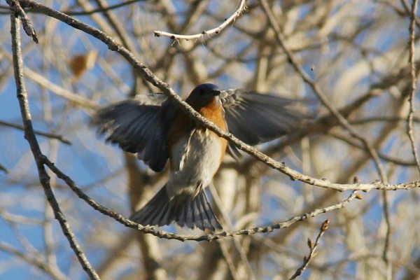 Eastern Bluebird Sialia sialis 