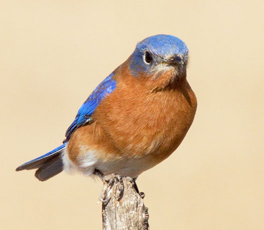 Eastern Bluebird Sialia sialis 