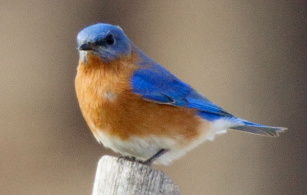 Eastern Bluebird Sialia sialis 