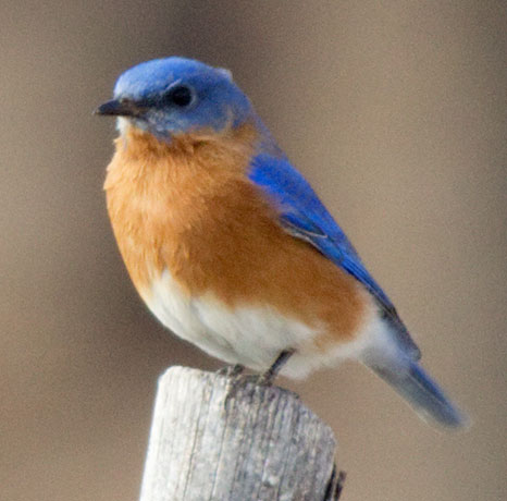 Eastern Bluebird Sialia sialis 