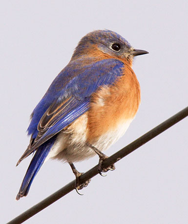 Eastern Bluebird Sialia sialis 