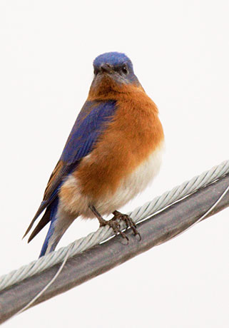 Eastern Bluebird Sialia sialis 
