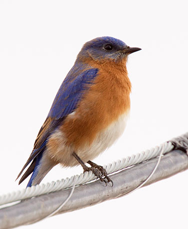 Eastern Bluebird Sialia sialis 