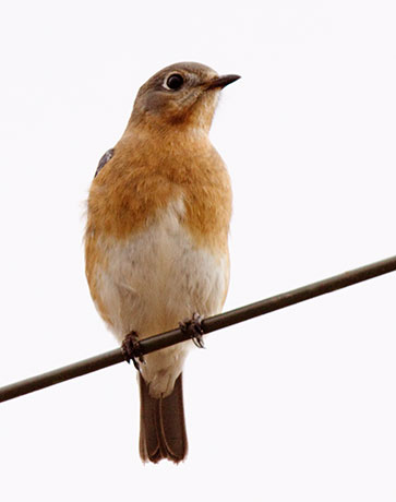 Eastern Bluebird Sialia sialis 