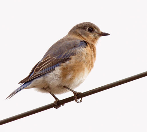 Eastern Bluebird Sialia sialis 