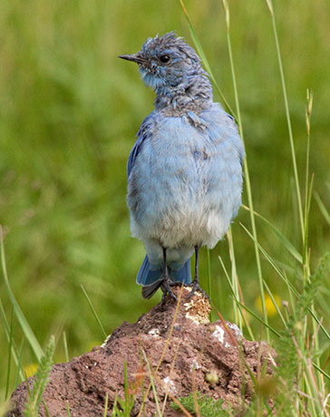 Mountain Bluebird Sialia currucoides 