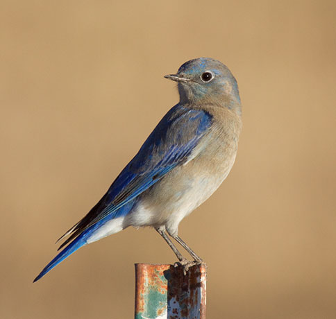 Mountain Bluebird Sialia currucoides 