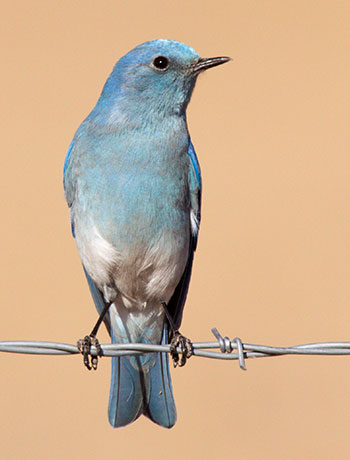 Mountain Bluebird Sialia currucoides 