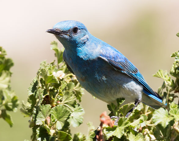 Mountain Bluebird Sialia currucoides 