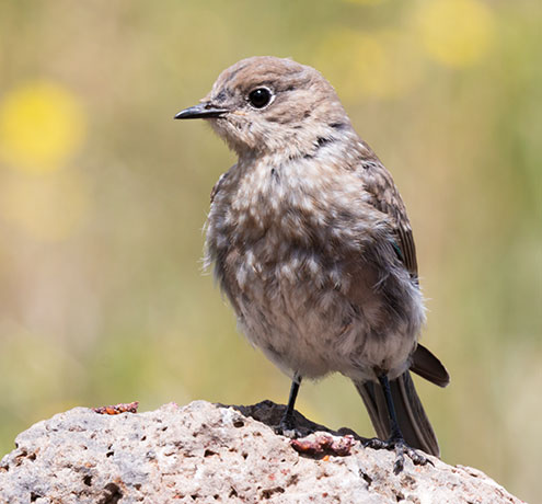 Mountain Bluebird Sialia currucoides 