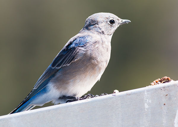 Mountain Bluebird Sialia currucoides 