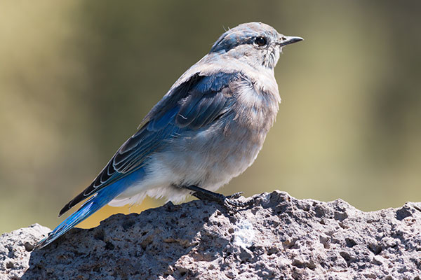 Mountain Bluebird Sialia currucoides 