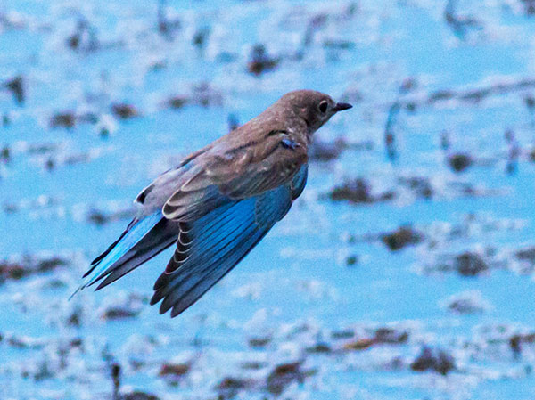 Mountain Bluebird Sialia currucoides 