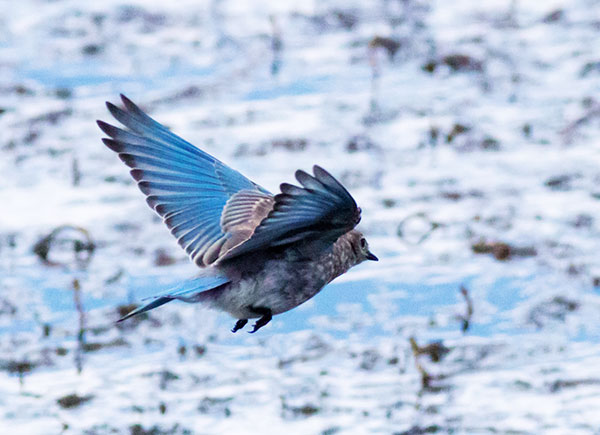 Mountain Bluebird Sialia currucoides 