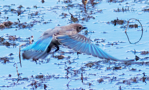 Mountain Bluebird Sialia currucoides 