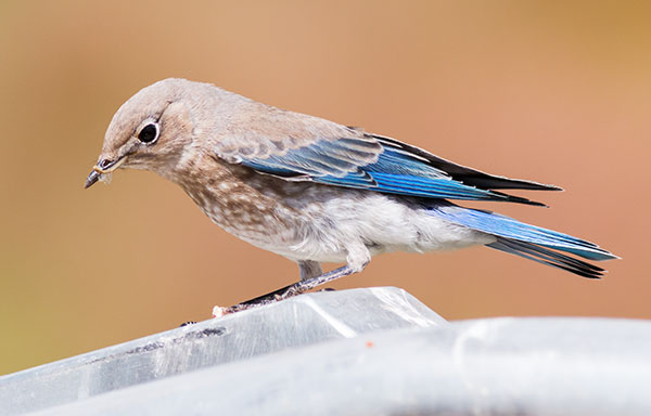 Mountain Bluebird Sialia currucoides 