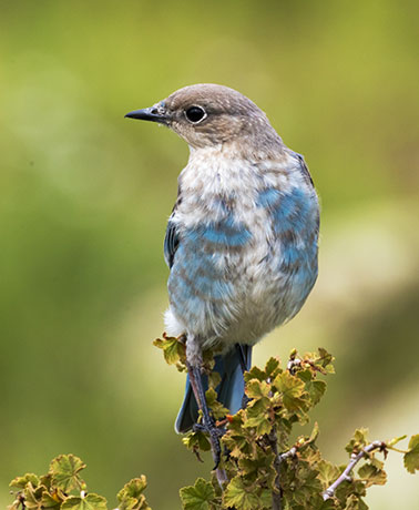 Mountain Bluebird Sialia currucoides 