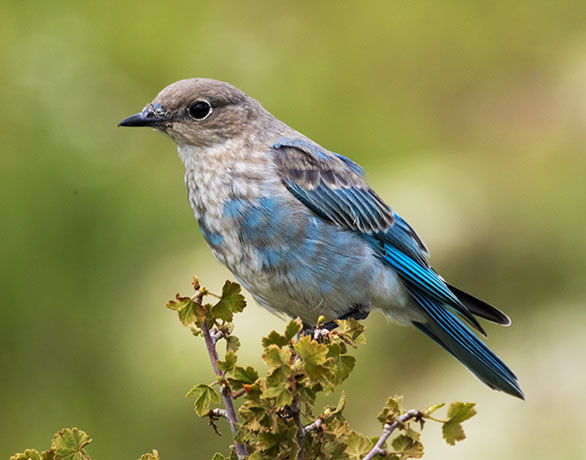 Mountain Bluebird Sialia currucoides 