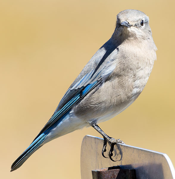 Mountain Bluebird Sialia currucoides 