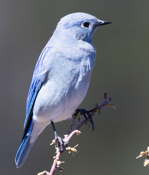Mountain Bluebird Sialia currucoides 