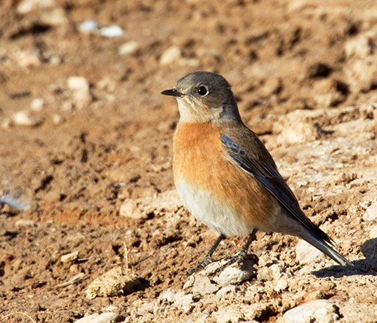 Western Bluebird Sialia mexicana 