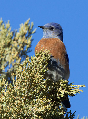 Western Bluebird Sialia mexicana 