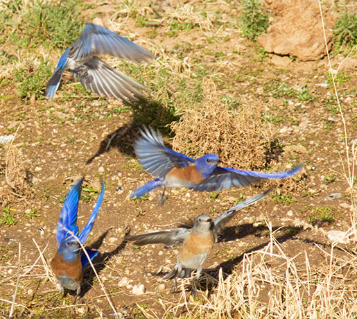 Western Bluebird Sialia mexicana 