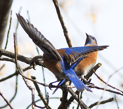 Western Bluebird Sialia mexicana 