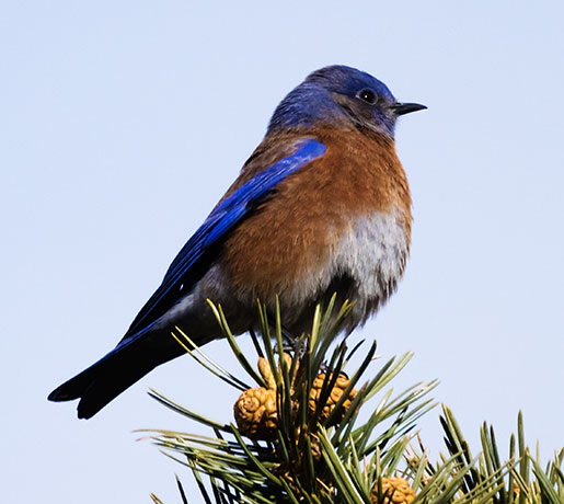 Western Bluebird Sialia mexicana 