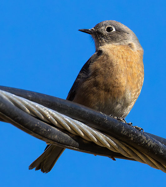 Western Bluebird Sialia mexicana 