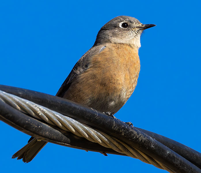 Western Bluebird Sialia mexicana 