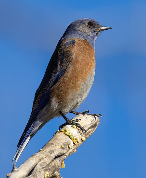 Western Bluebird Sialia mexicana 