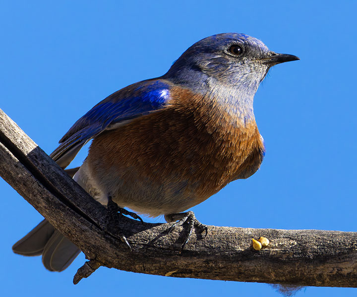 Western Bluebird Sialia mexicana 