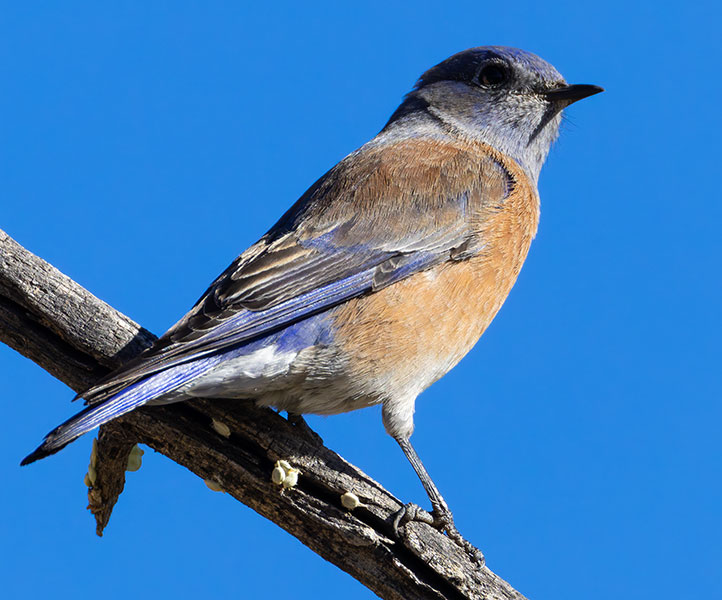 Western Bluebird Sialia mexicana 