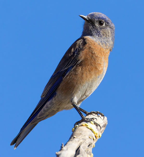 Western Bluebird Sialia mexicana 