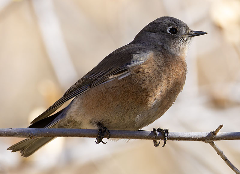 Western Bluebird Sialia mexicana 