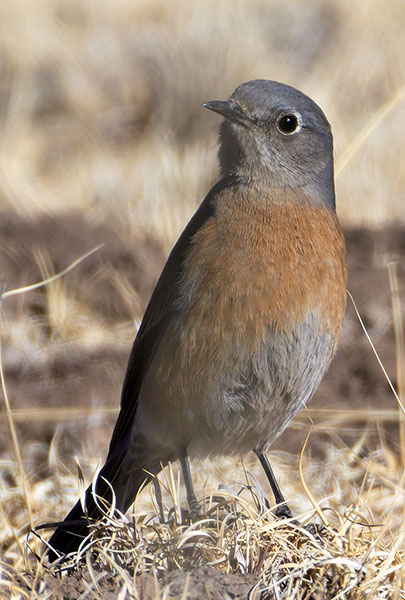 Western Bluebird Sialia mexicana 