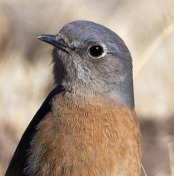 Western Bluebird Sialia mexicana 