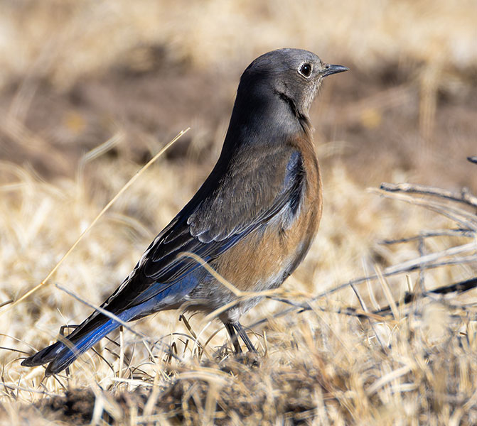 Western Bluebird Sialia mexicana 