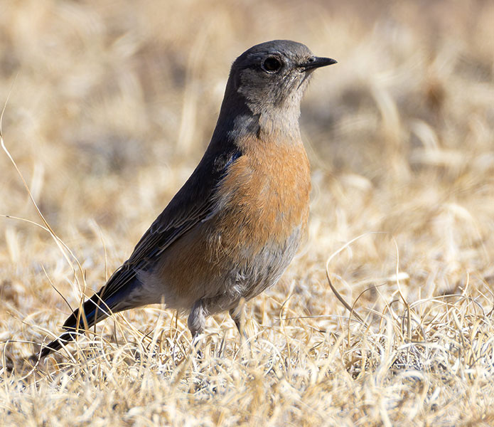 Western Bluebird Sialia mexicana 