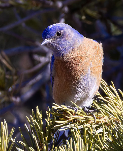 Western Bluebird Sialia mexicana 