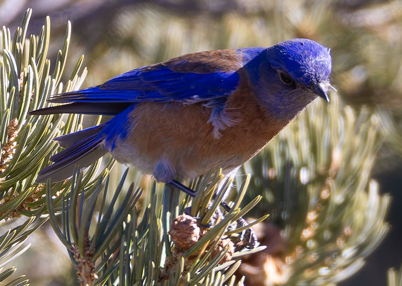 Western Bluebird Sialia mexicana 